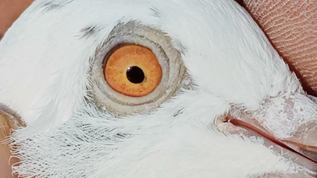 prwazi madion ka shok ustad Syed Salman shah gilani pigeons || imran Badil pigeons ||