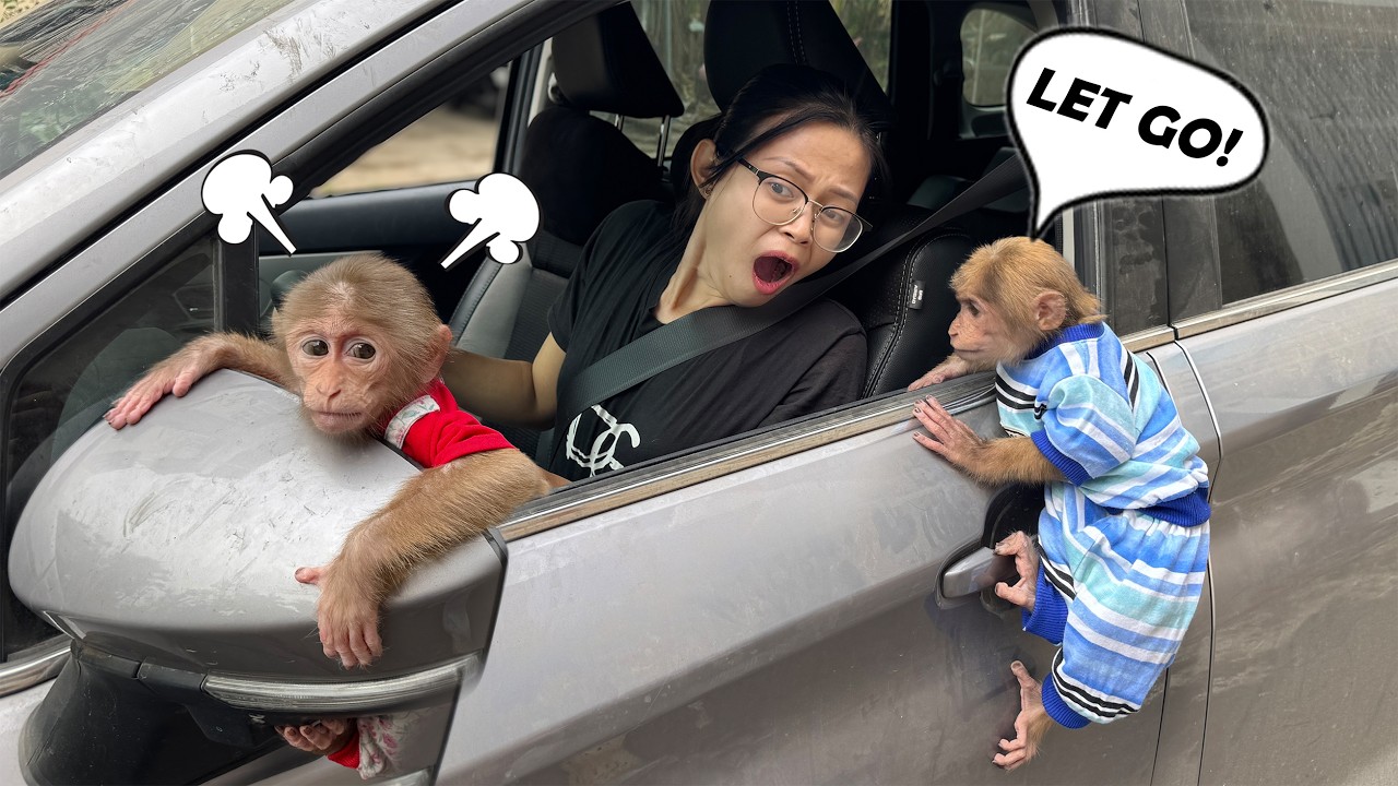 Extremely dangerous! Lucky and Sunny hang onto a Moving Car!