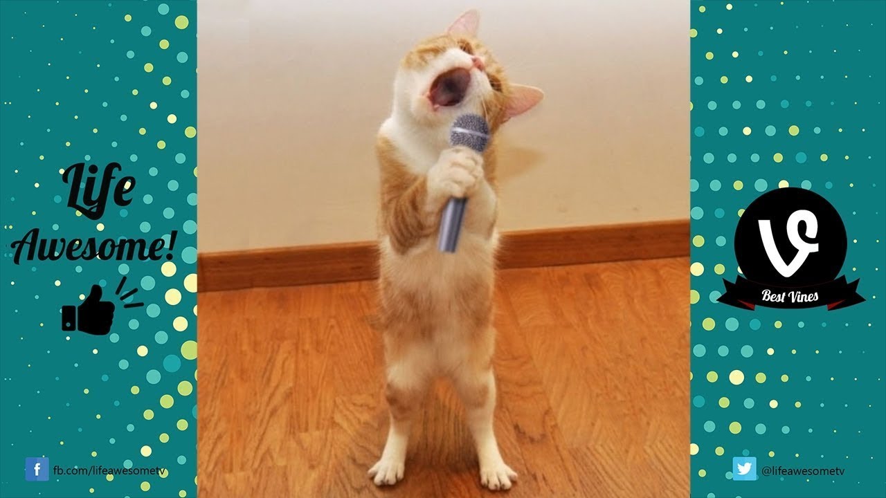 Funny Cat Videos Try Not To Laugh Or Grin - Looking for a GOOD LAUGH? WATCH THIS! - Super FUNNY