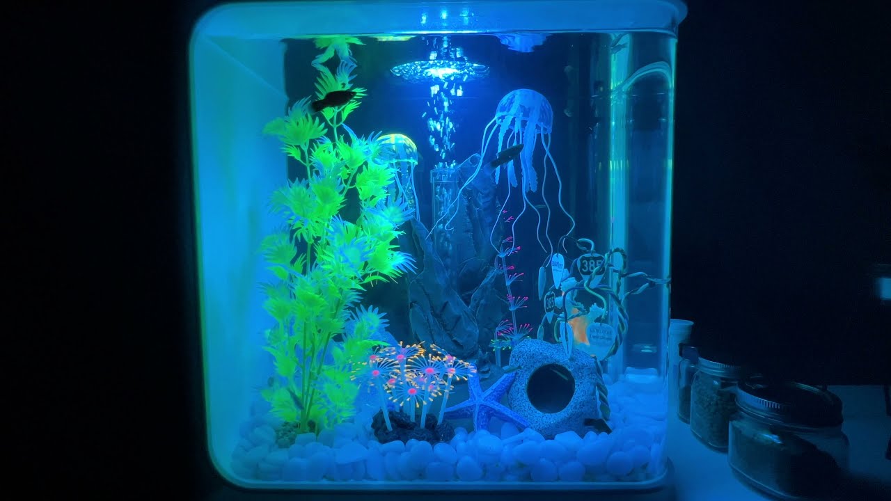 My biOrb Flow 30 - 8 Gallon Aquarium with Automated MCR Lighting Night to Day Demo - January 1, 2022