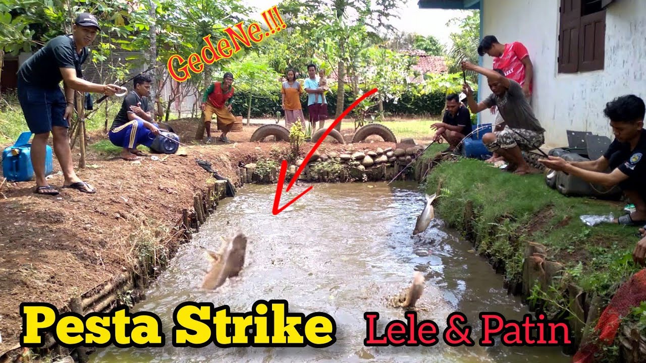 TANPA AMPUN!!! Mancing Borongan Kolam Lele Dan Patin || Pesta Strike‼️