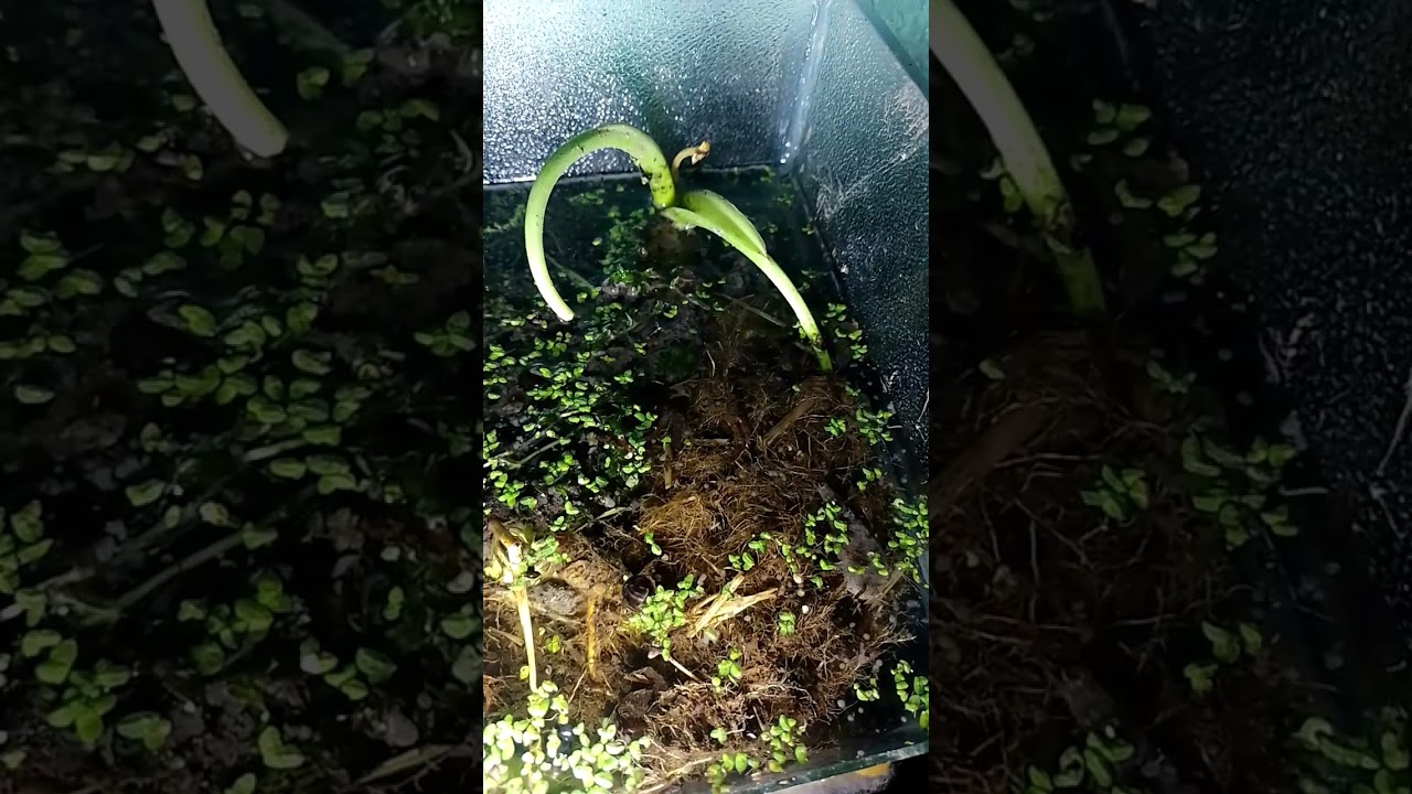 micro pantano
