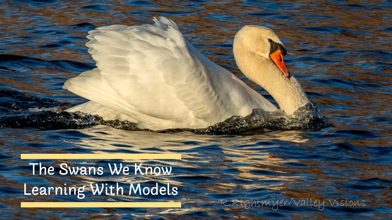 Mute Swan Model Building Activity / Backyard Science in the Hudson Valley