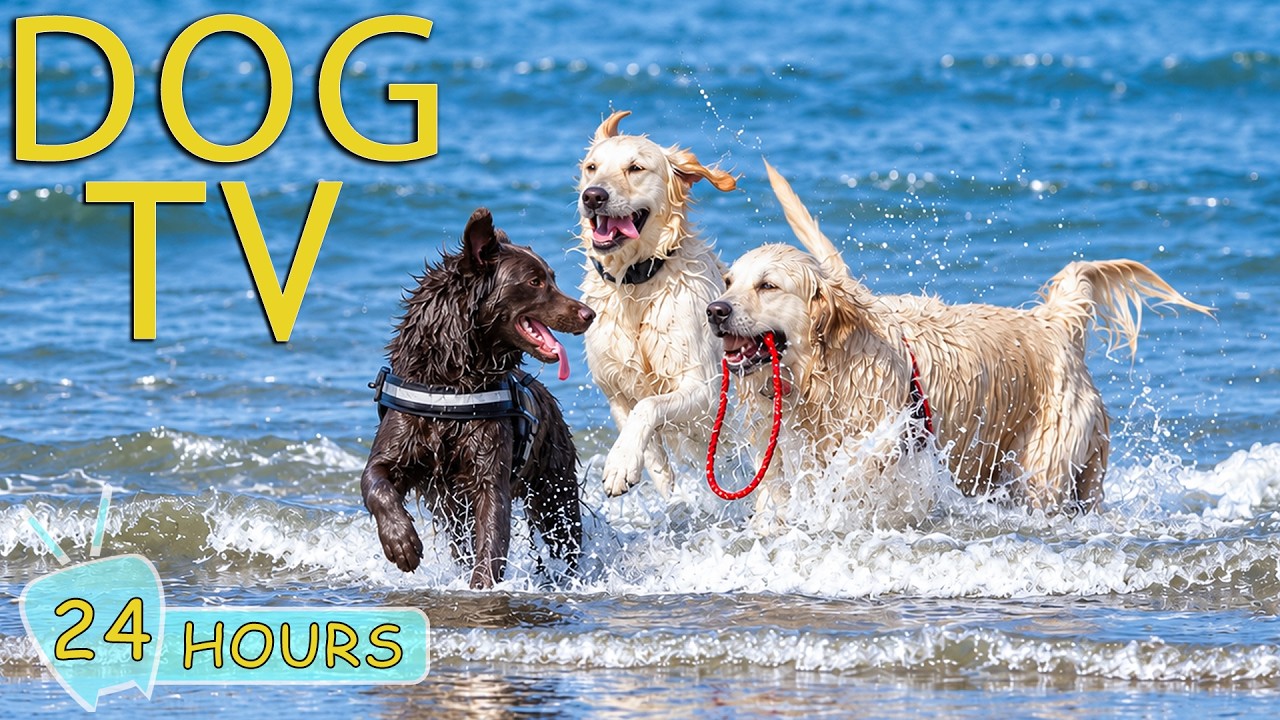 DOG TV: Videos Entertain for Dogs to Watch All-Day When Home Alone - Relax Music for Dogs