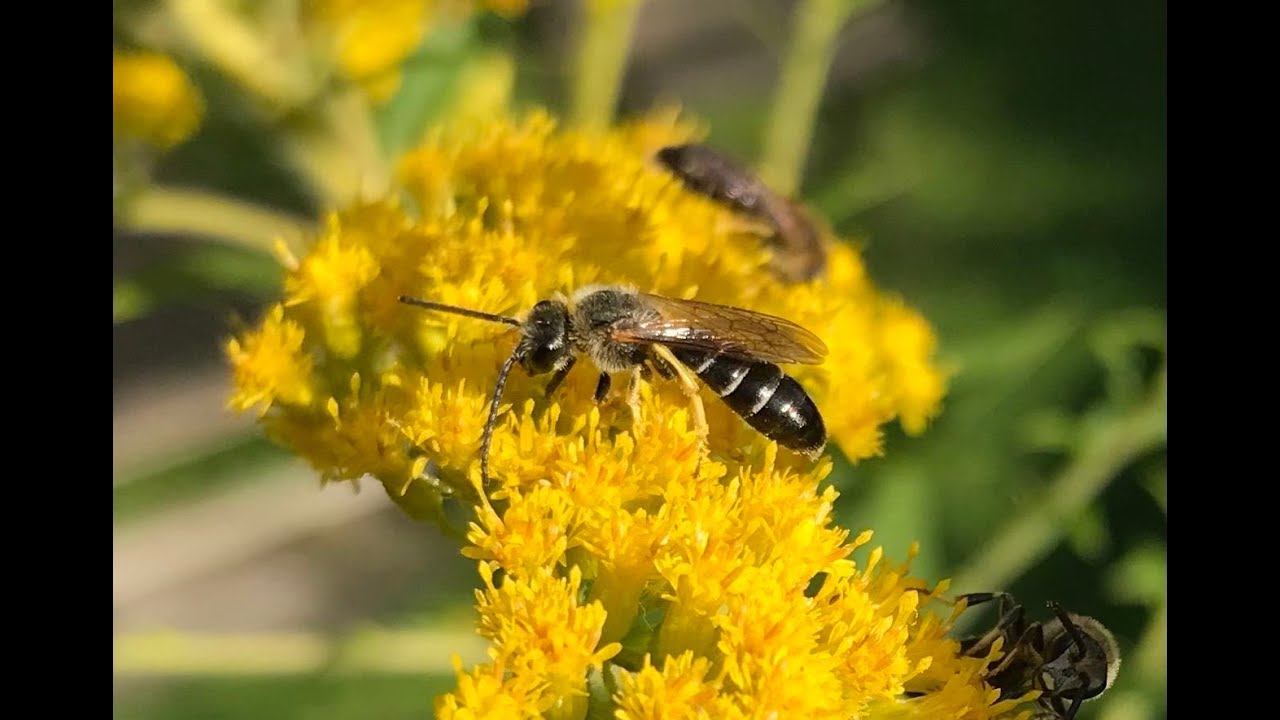 Wildbienen brauchen Naturflächen – Insekten schützen in der Biosphäre Schaalsee
