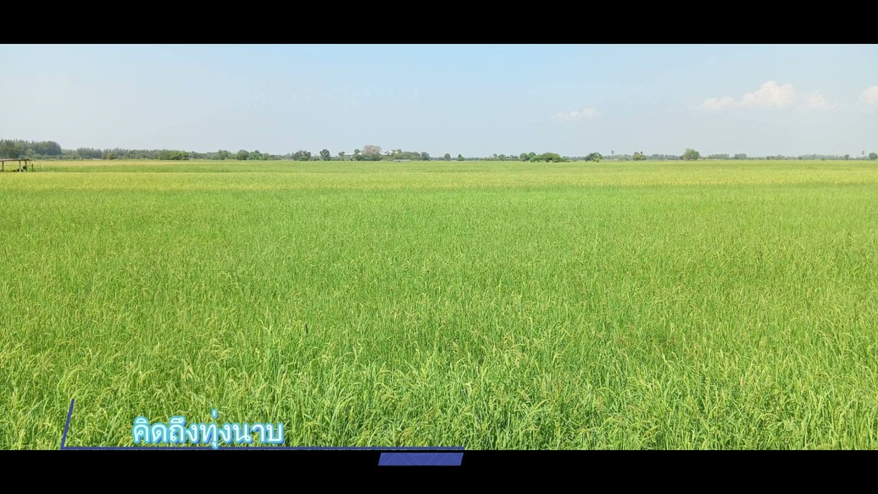 คิดถึงทุ่งนาบ้านเรา