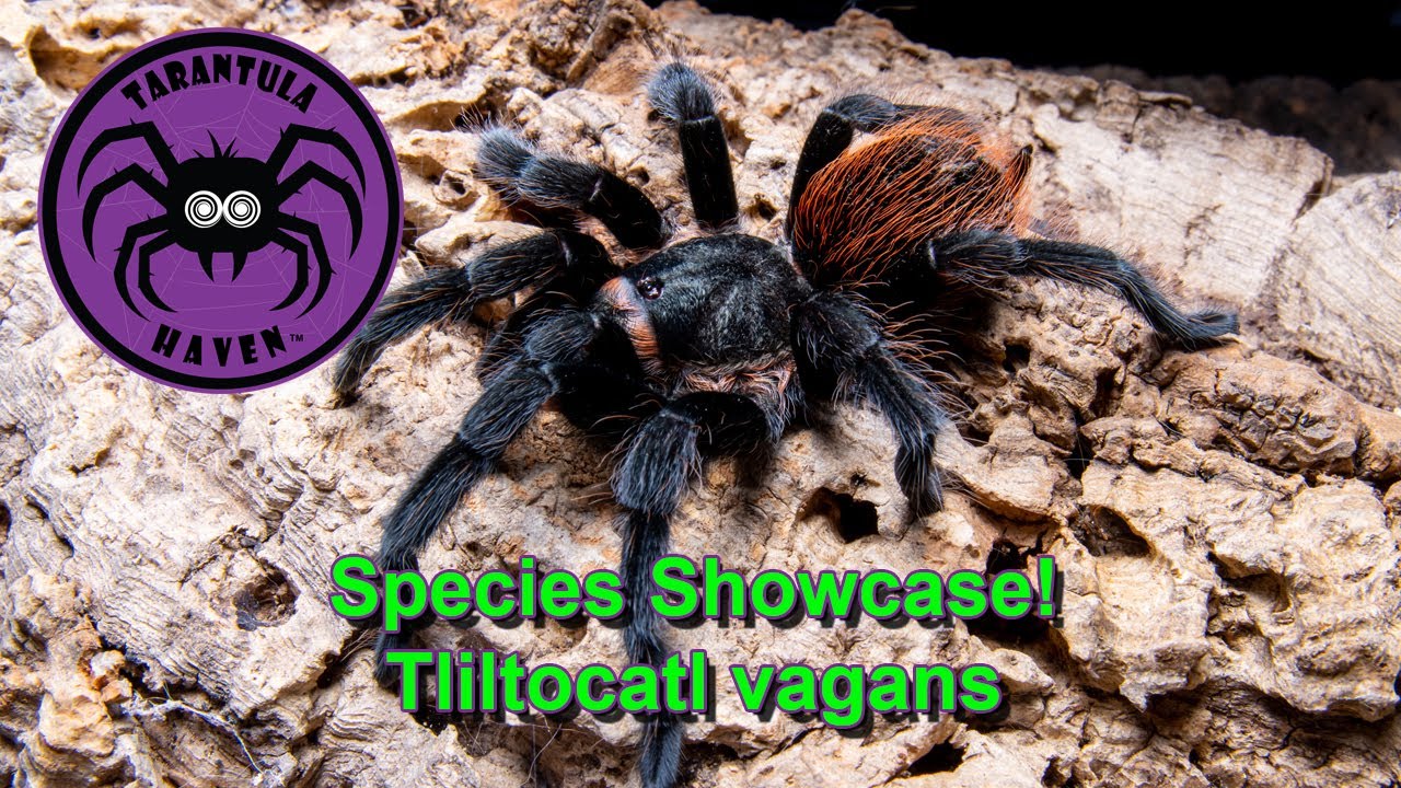 Species Showcase, Tliltocatl vagans!