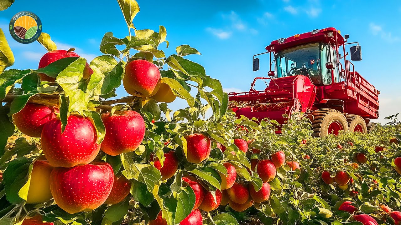 How Farmers Harvest Apples in New Zealand: Apple Juice Processed in Factory | Farming Documentary