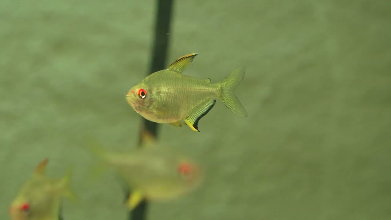 Zitronensalmler, Hyphessobrycon pulchripinnis