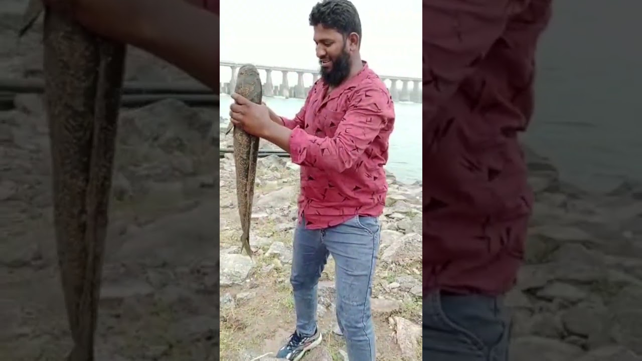 #amazing #best snakehead fish catching murrel fishing big murrel attack murrel #shorts #shortvideo