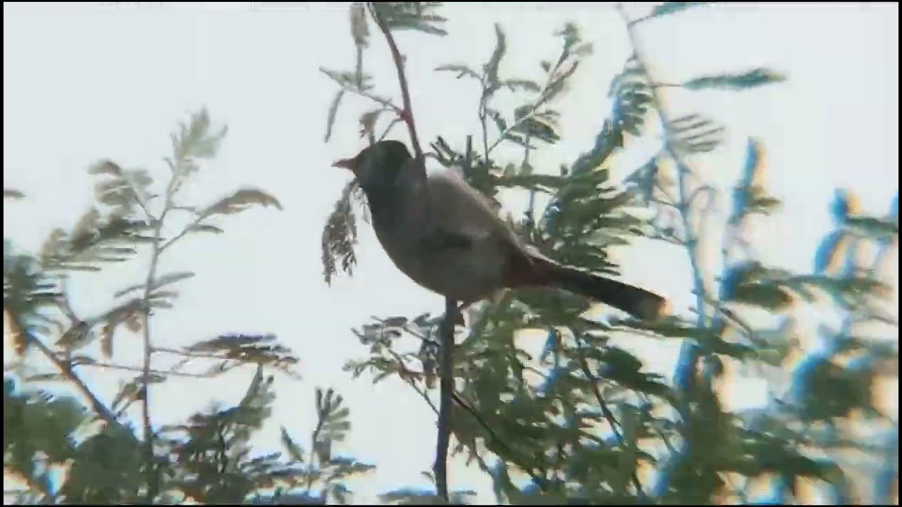 Red whiskered bulbul sound. red whiskered bulbul singing different songs