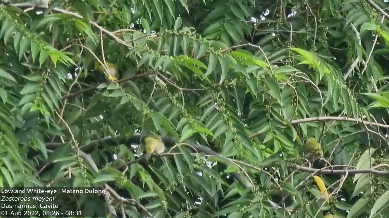 Lowland White-eye | Matang Dulong (Zosterops meyeni) - Chilling, Feeding, Preening
