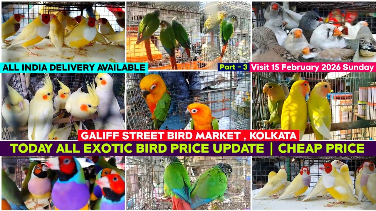  Kolkata Bird Market | Exotic Bird Price Update | Galiff Street Pet Market | 15/02/2026 |Chepset