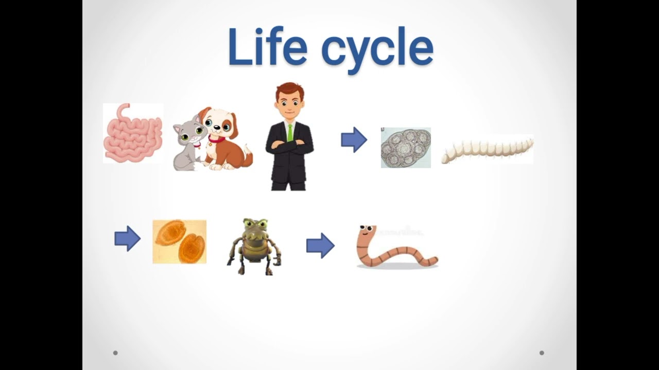 Dipylidium caninum (Dog tapeworm) ذات المنفذين الكلبية