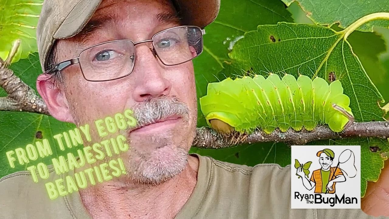 From Tiny Eggs To Polyphemus Moth Caterpiller | Raising Silk Polyphemus Moth