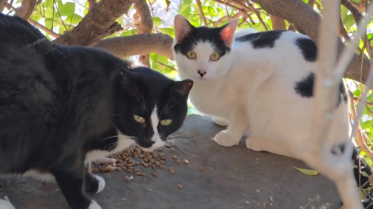건강한 태종대냥이들 만나려갑니다#태종대고양이#태종대새끼고양이