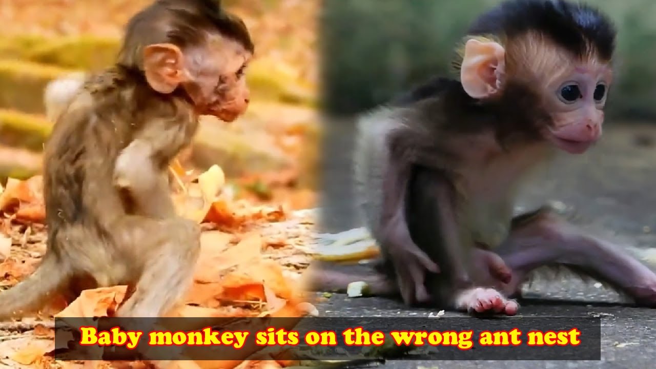 The baby monkey accidentally walked into a fire ant nest and was bitten very painfully