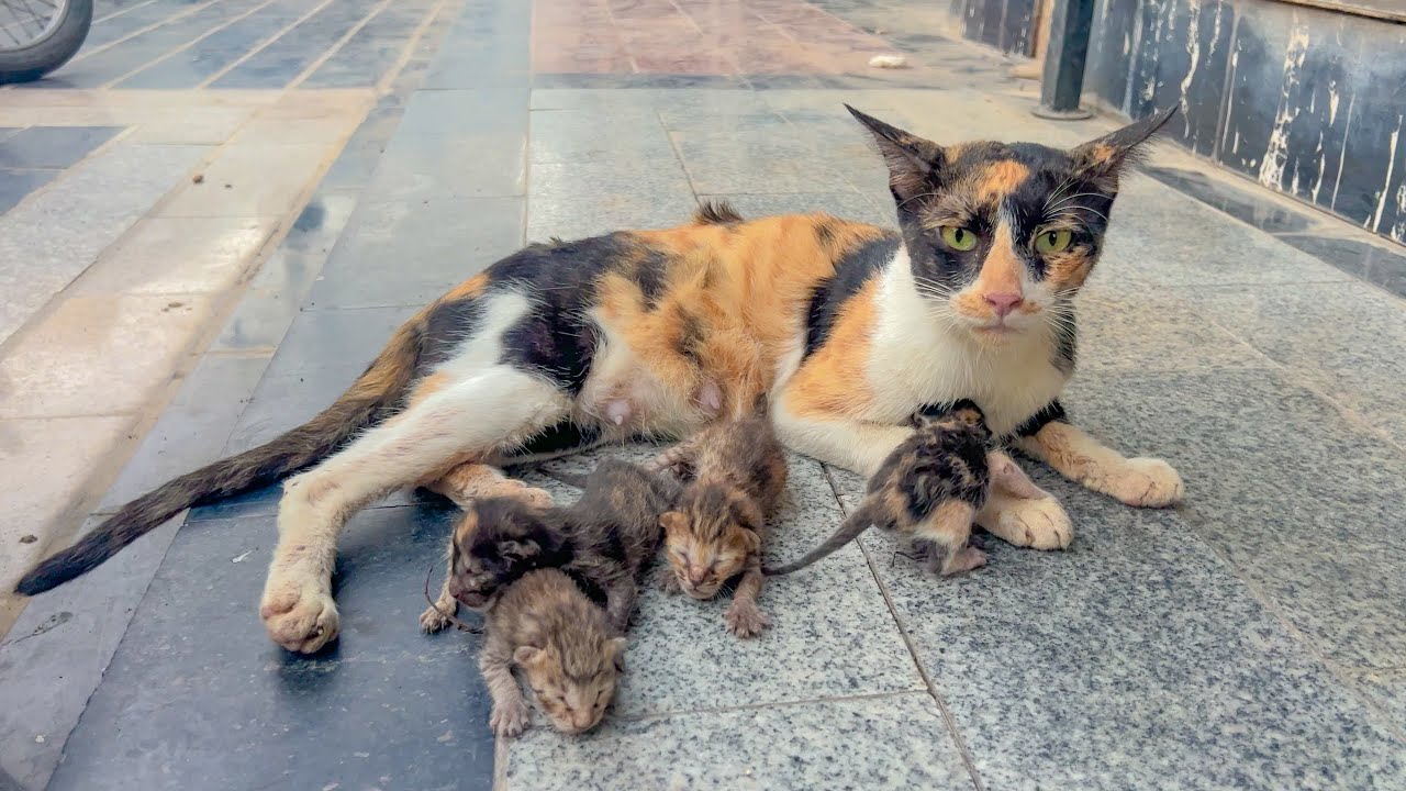 Her owner passed away, so she became a stray... and a mom.