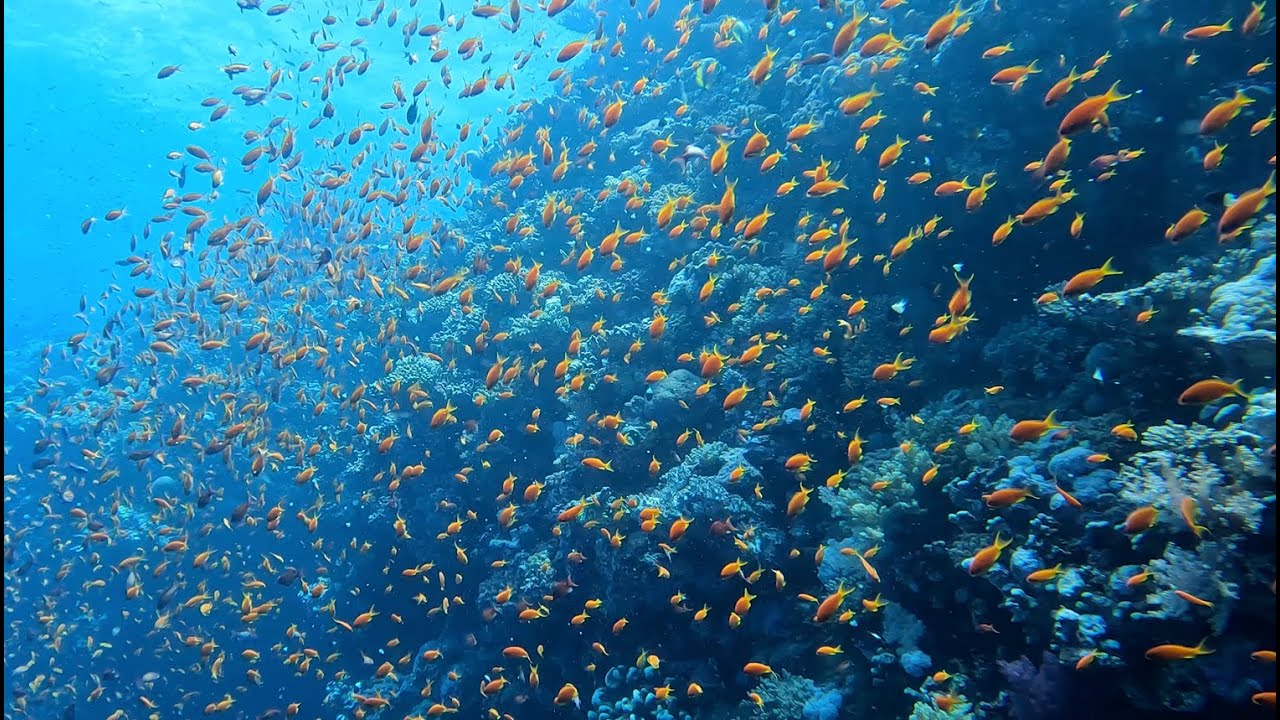 Diving Egypte 2022