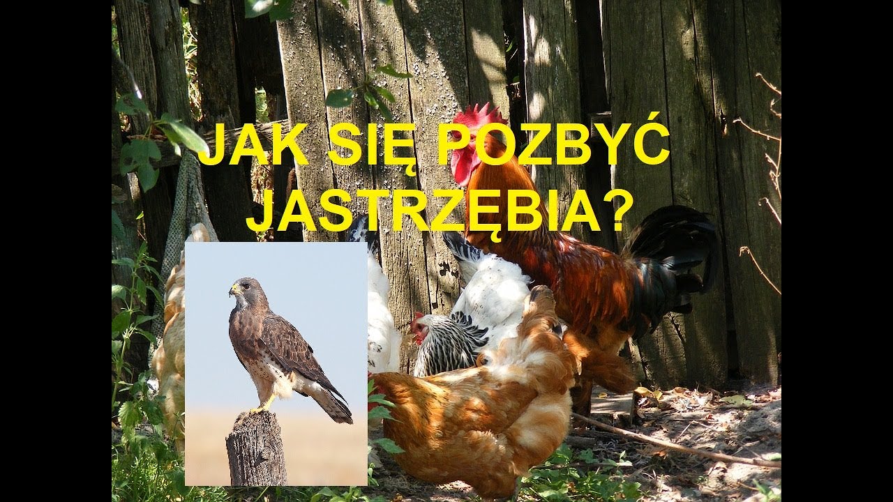Odcinek 356 JAK ODSTRASZYĆ JASTRZĘBIA Z HODOWLI KUR? KILKA SPOSOBÓW *PORADNIK DLA POCZĄTKUJĄCYCH*