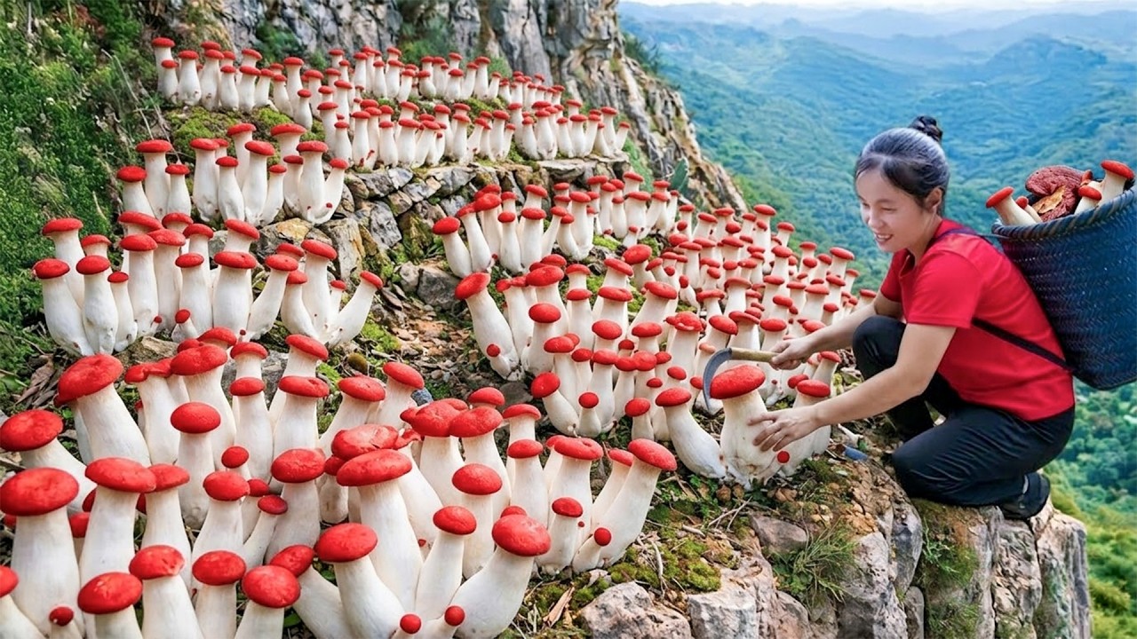 TIMELAPSE — Harvesting Many Wild King Oyster Mushrooms & Goes to Market Sell – Wild Farm Life