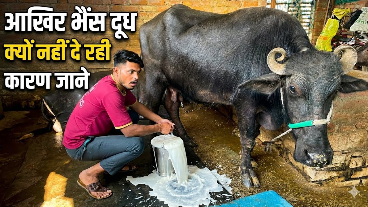 Pashu doodh na de to kya kare  || doodh kaise badhaye || mb dairy 11 | Ajay Kushwah dairy 