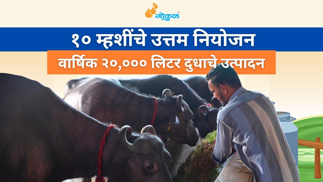 १० म्हशींचे उत्तम नियोजन.. वार्षिक २०,००० लिटर दुधाचे उत्पादन