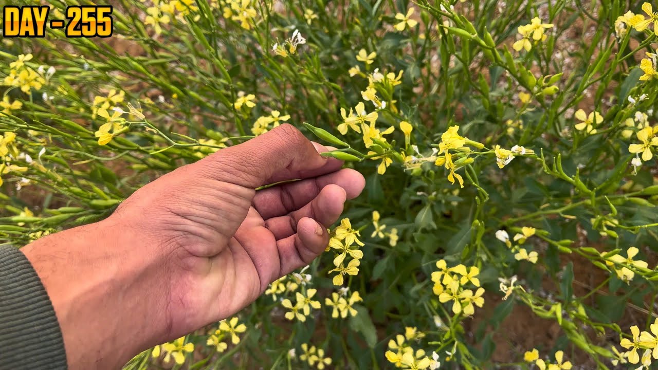 Ye Kon Si Fasal Hai 🤔