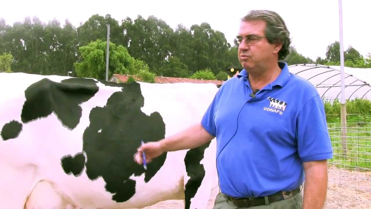 Calificación morfológica de una vaca de raza frisona - CONAFE - Bienvenidos al Campo