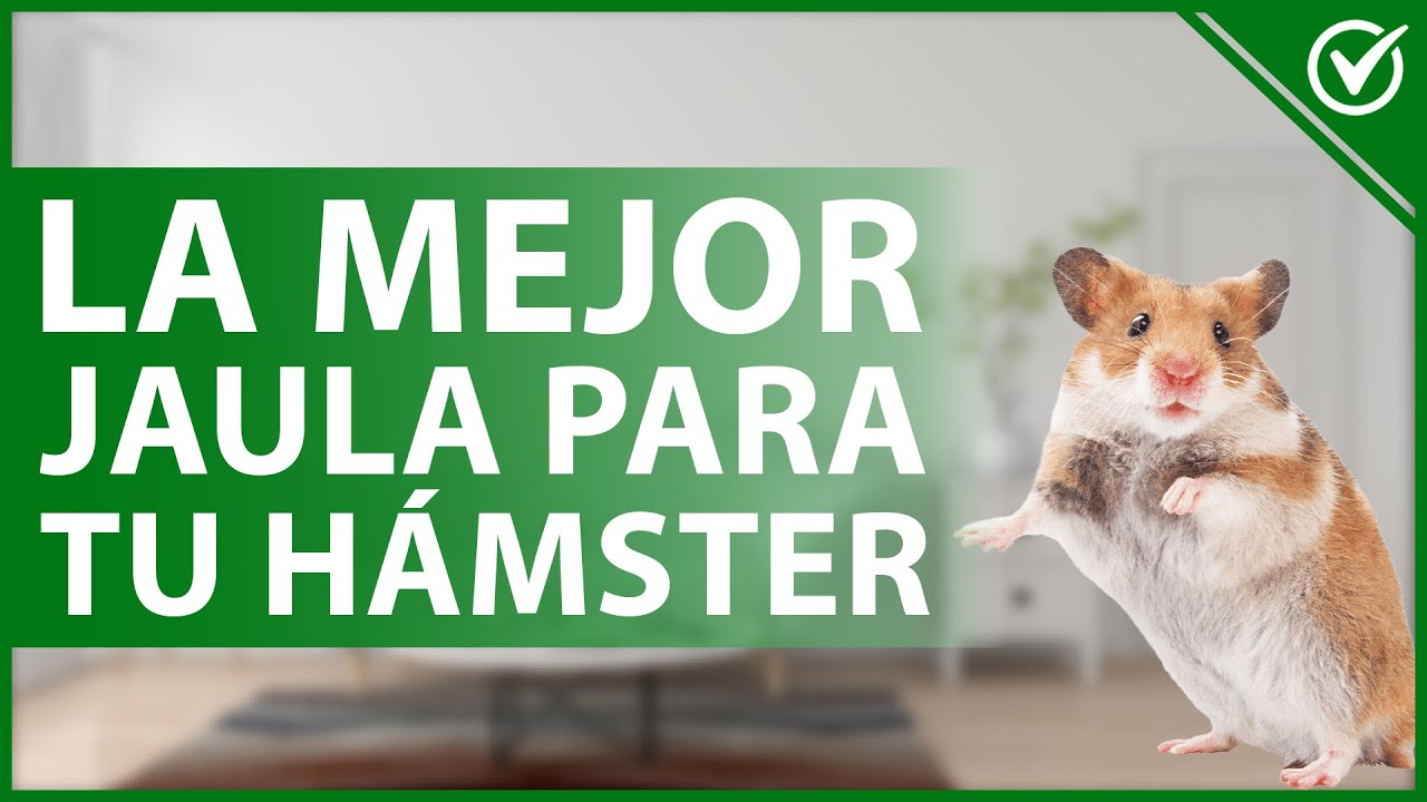 🐹 C&oacute;mo Elegir la Mejor Jaula Para tu H&aacute;mster - Qu&eacute; Medidas Debe Tener y C&oacute;mo Limpiarla 🐹