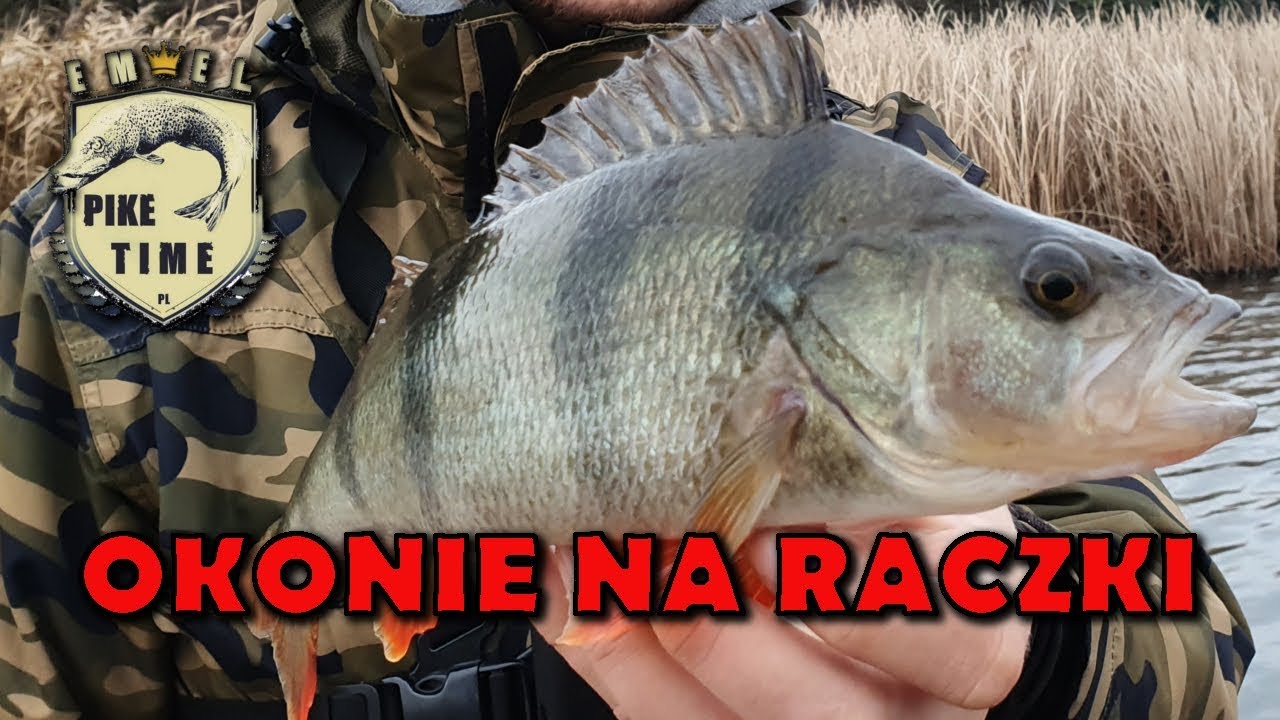 Jakl złowić leniwe okonie na RACZKI    jesienny spinning