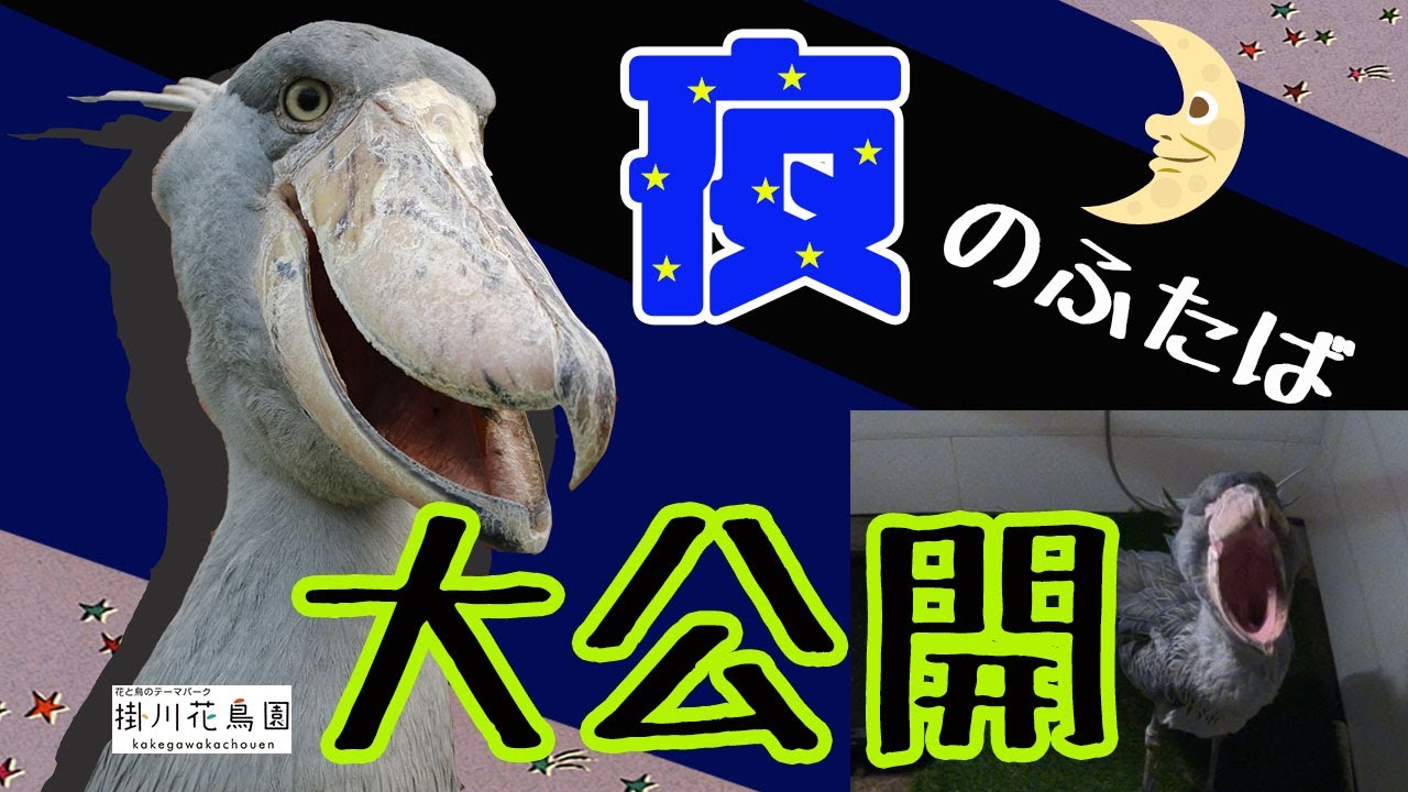 激レア映像！閉園後＆寝室のハシビロコウ「ふたば」【掛川花鳥園公式】