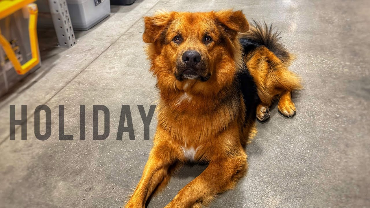 1yo Mixed Breed (Holiday) | Community K9 |  Best Dog Trainers in Florida