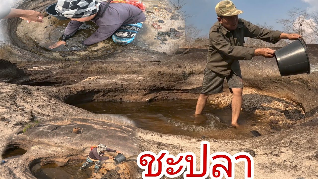 AP 2 รอบแลงชะปลากลับเมื่อใสกะโล25 กุมภาพันธ์ ค.ศ. 2026