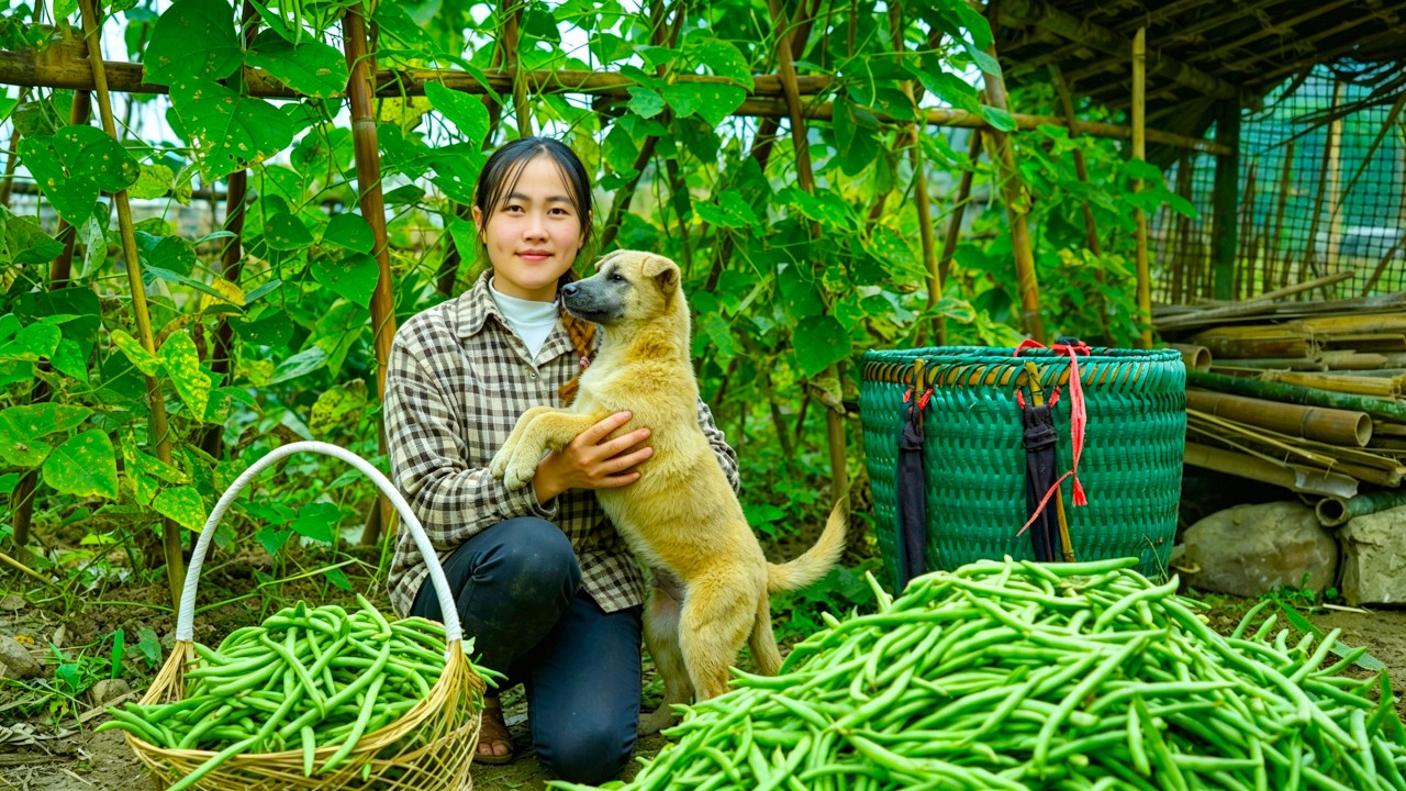 Farm Life with My Child &ndash; Harvesting Beans to Sell at the Market | A Simple Country Lifestyle