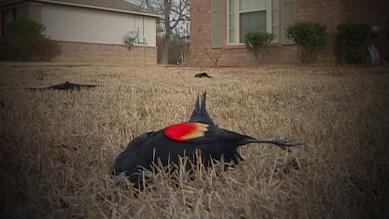 Why are Birds Falling from the Sky?