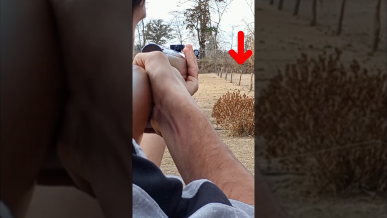 Caza de palomas con rifle de resorte Weihrauch Hw80 / Pigeon Hunting.