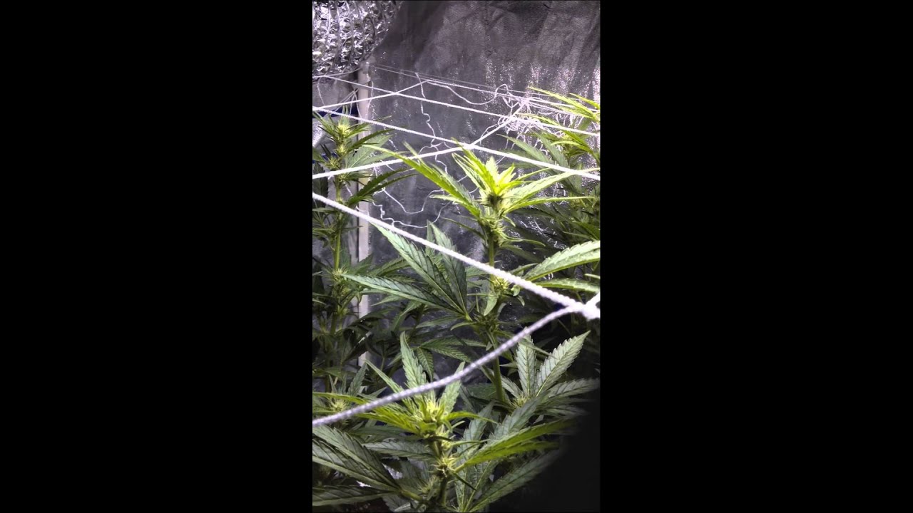 2015 Indoor Marijuana Mango Kush 400W 3x3 Grow