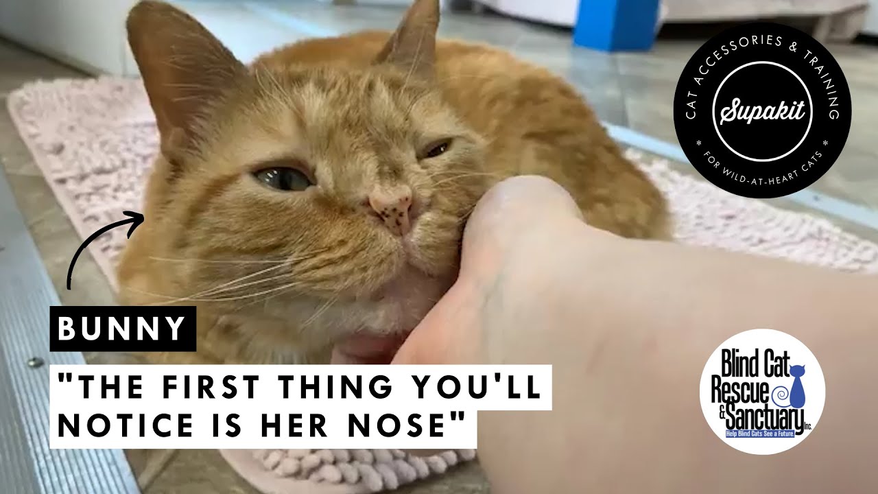 One of a Kind and Rescued Just in Time: Meet Bunny