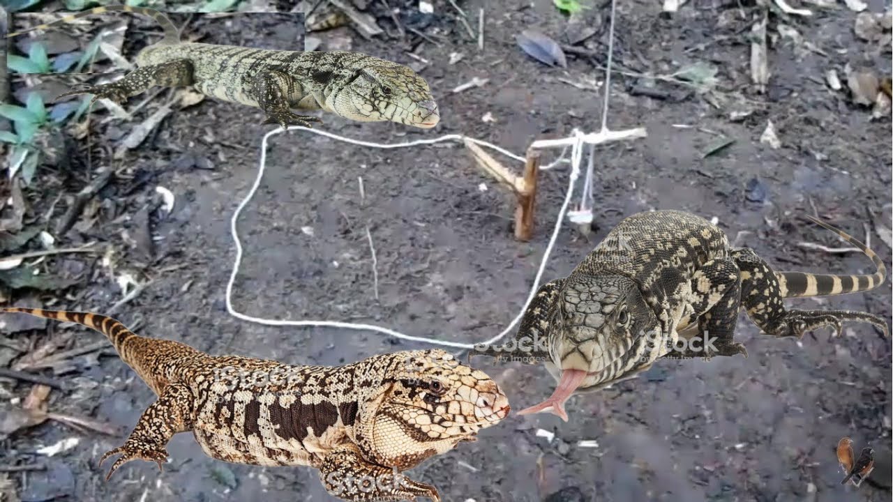 A melhor armadilha para pegar Teiú