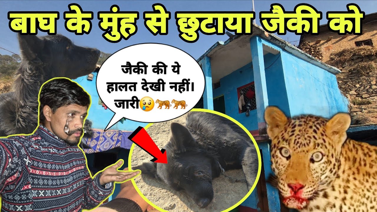 🐅 बाघ के मुंह से छुटाया जैकी को 😢जैकी की ऐसी हालत मुझसे देखी नहीं जारी bagh ka atank faila gaon mein