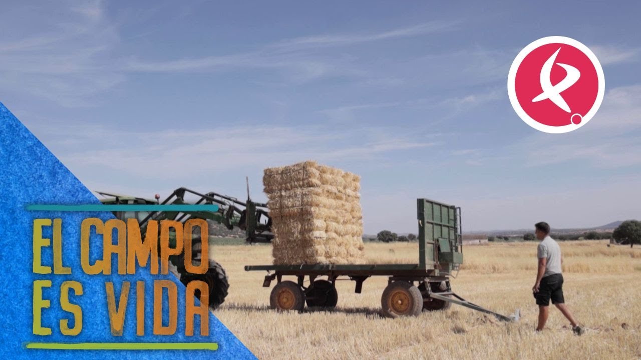 La ejecución perfecta cargando alpacas | El campo es vida