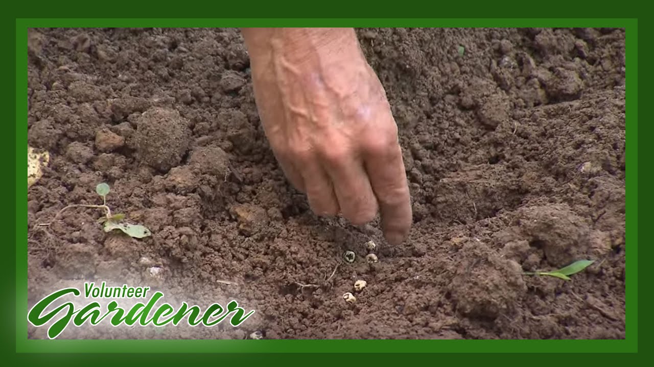 Growing Peas in Tennessee | Volunteer Gardener