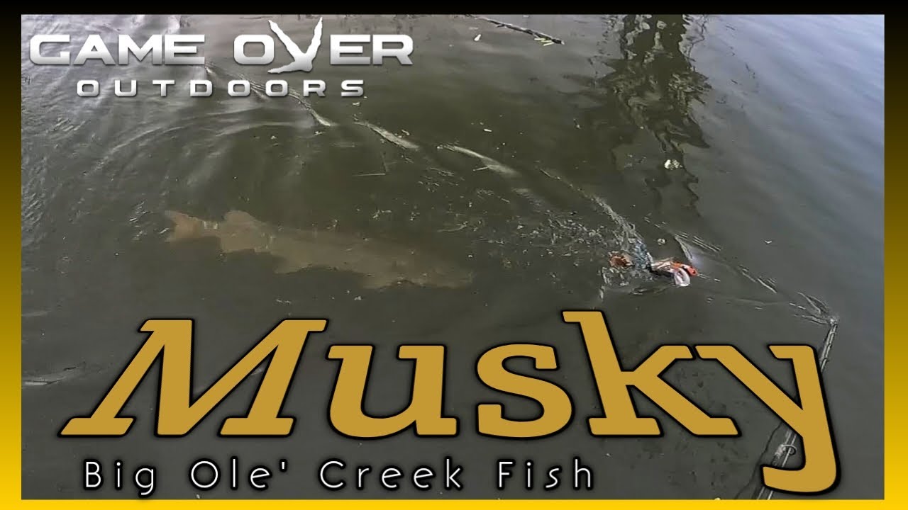 Musky smashes a glide bait - Persistence pays off in a West Virginia creek!