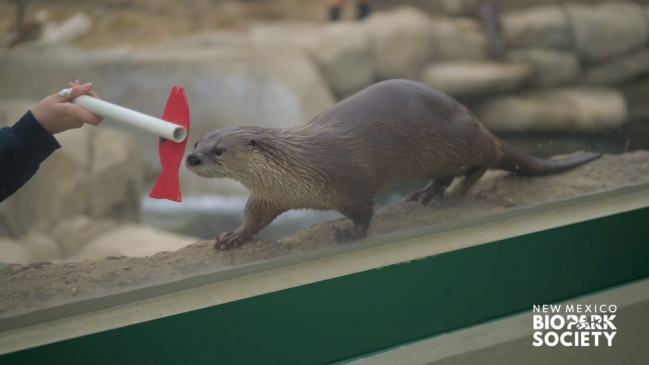 “Your Dose of Vitamin Z” - Episode 1 - Otters!