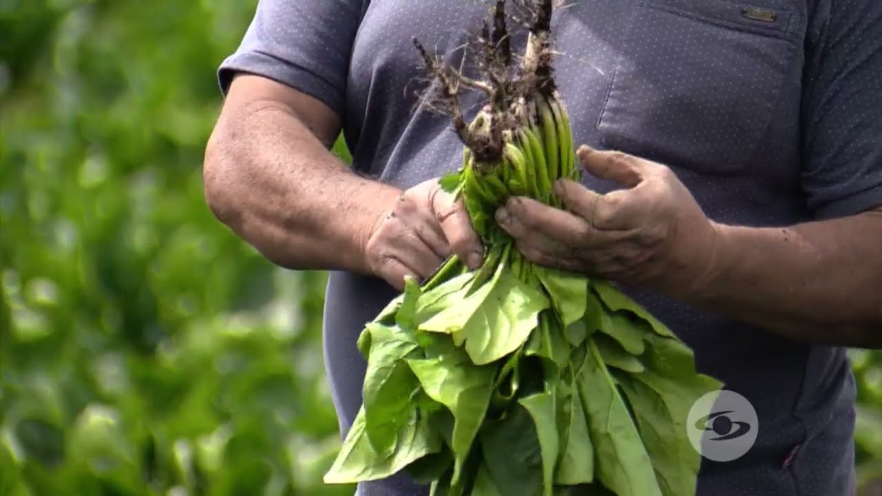 Producción de espinaca