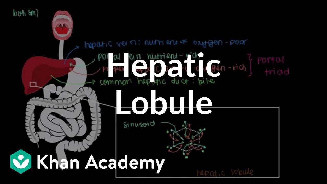 Hepatic lobule | Gastrointestinal system physiology | NCLEX-RN | Khan Academy