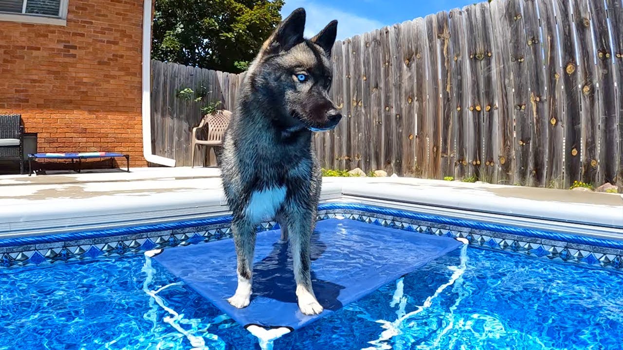 We Fixed The Swimming Pool Platform For the Huskies!