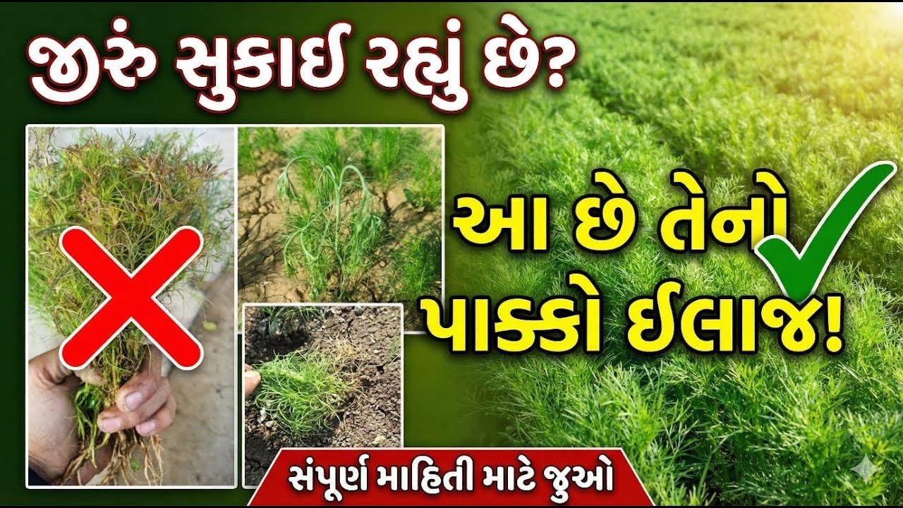 જીરાના પાક ના દુશ્મનો | ખાસ રાખવી પડતી સાવચેતી