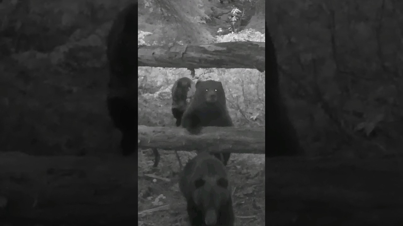 The Cute Train. #cameratrap #gamecamera #trailcam #tech4wildlife #bearcub #cutebaby